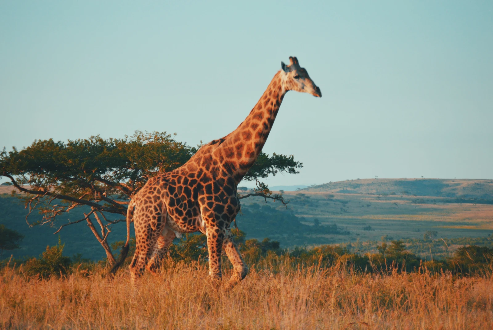large giraffe during daytime