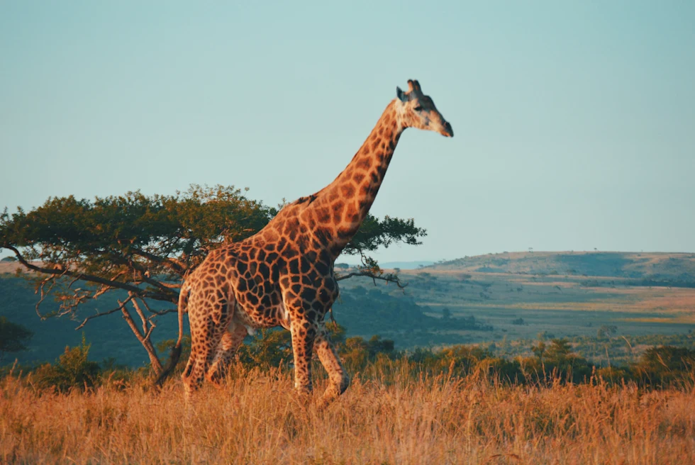 large giraffe during daytime