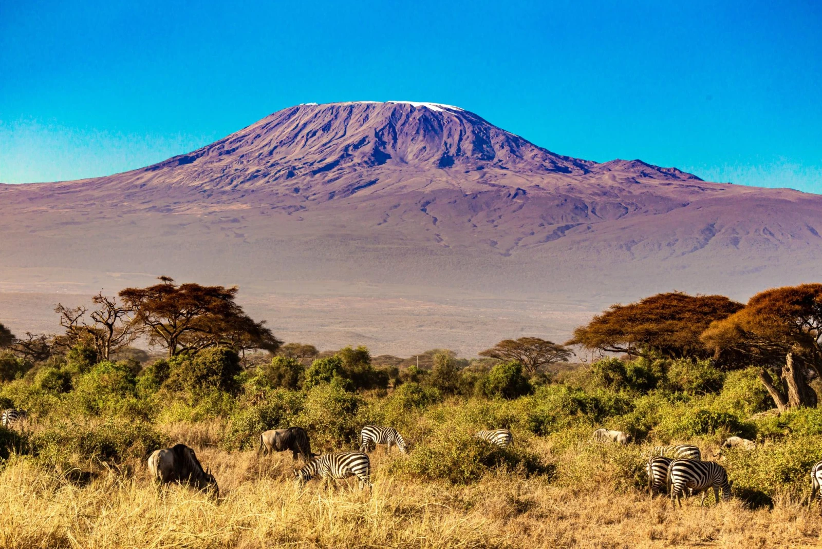 Mount Kilimanjaro on a clear day with zebras grazing in front. 