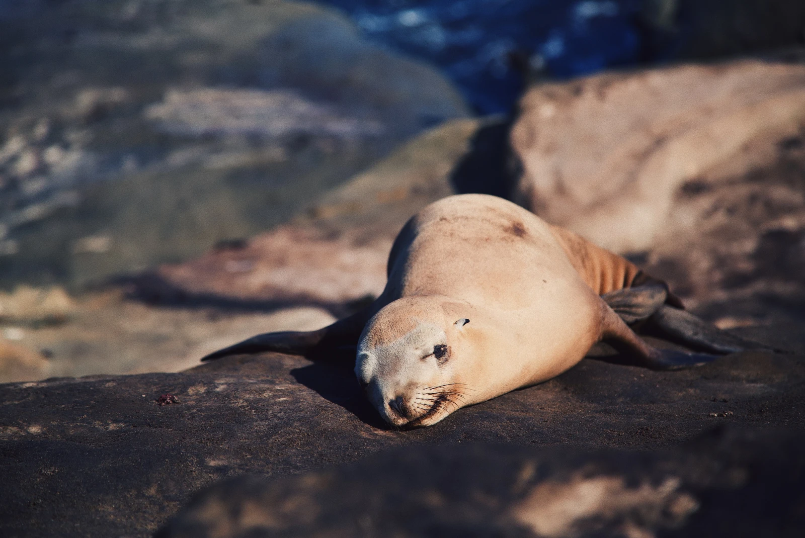 Seal relaxing on a rock on the beach in La Jolla
