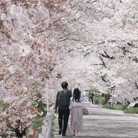 A view of a couple walking side by side surrounded by cherry blossom trees next to a white fence. 