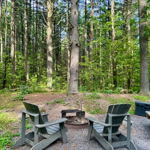 view of forest