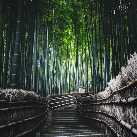 Embrace nature in this bamboo pathwalk.