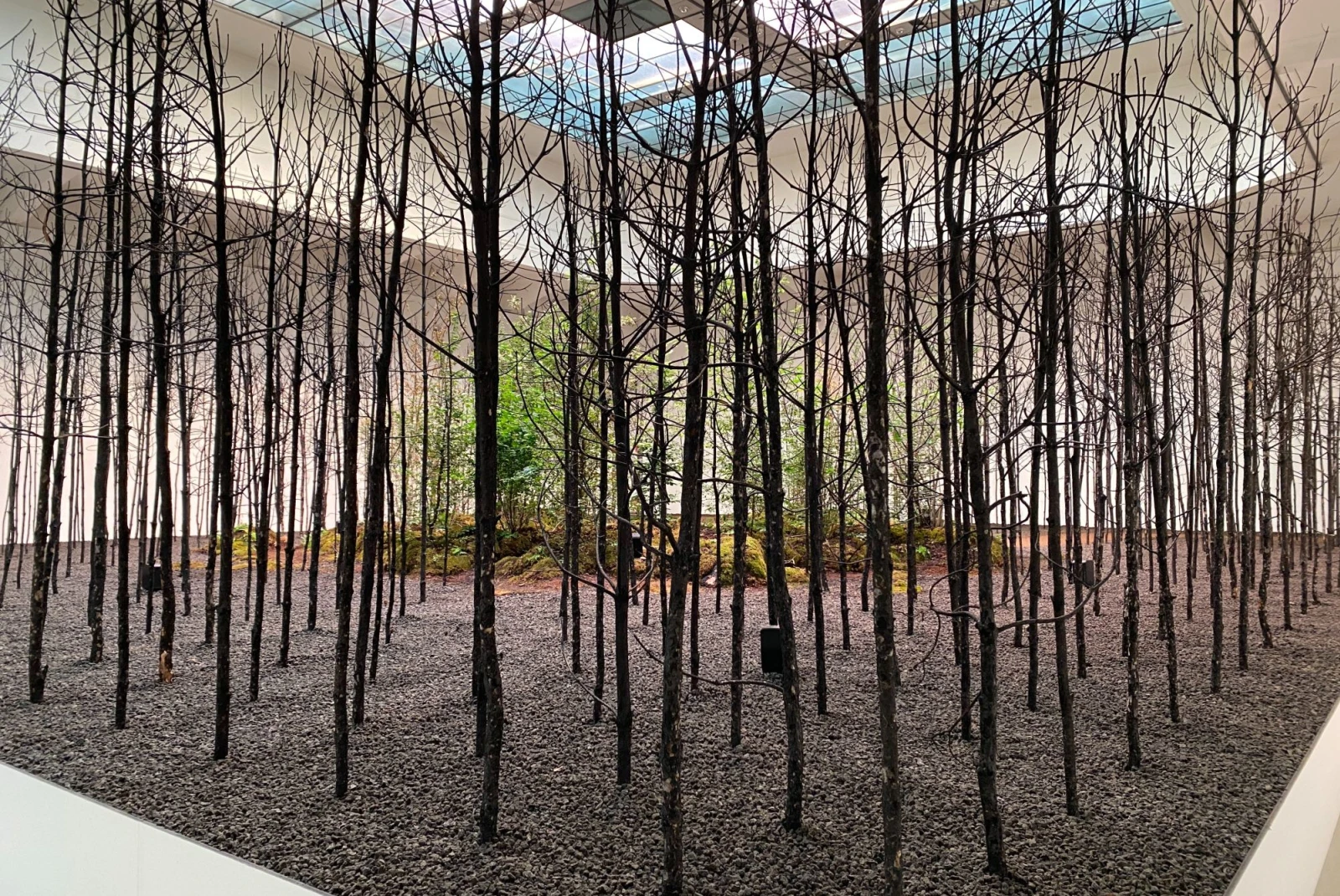 art exhibit of trees growing inside a museum