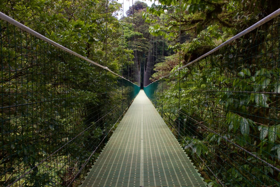 green bridge extending into the jungle
