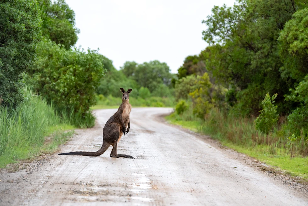 Kangaroo crossing the street in Australia.