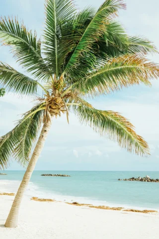 A view of a palm tree leaning over a white, sandy beach with light blue water in the distance. 