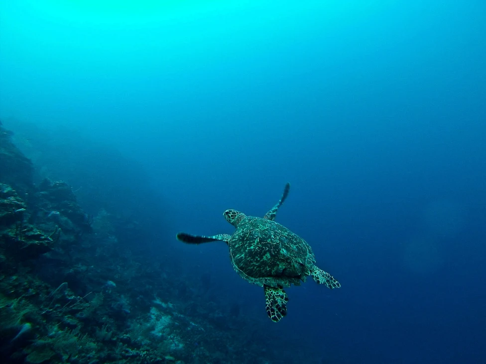 A sea turtle underwater next to a coral reef.