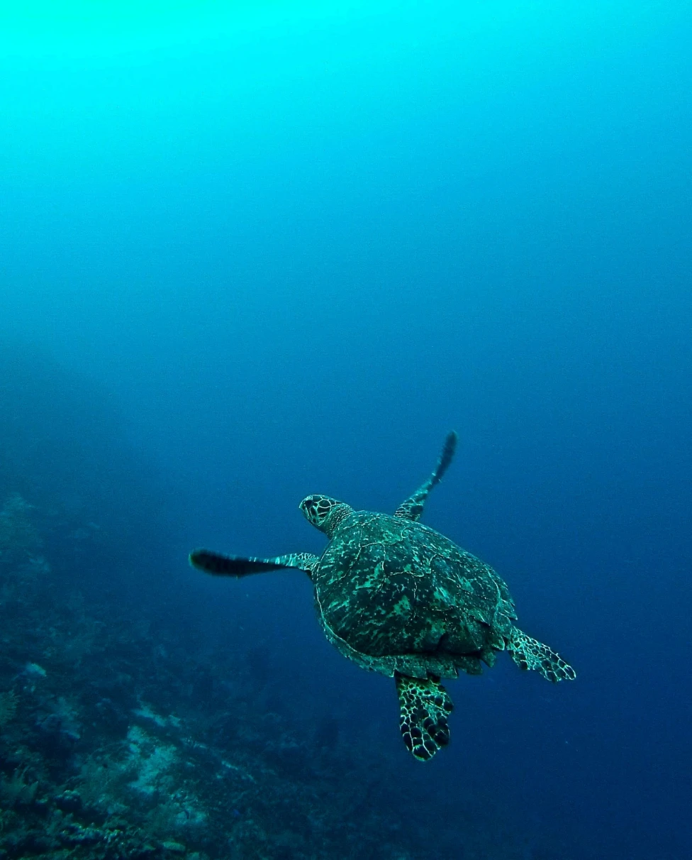 A sea turtle underwater next to a coral reef.