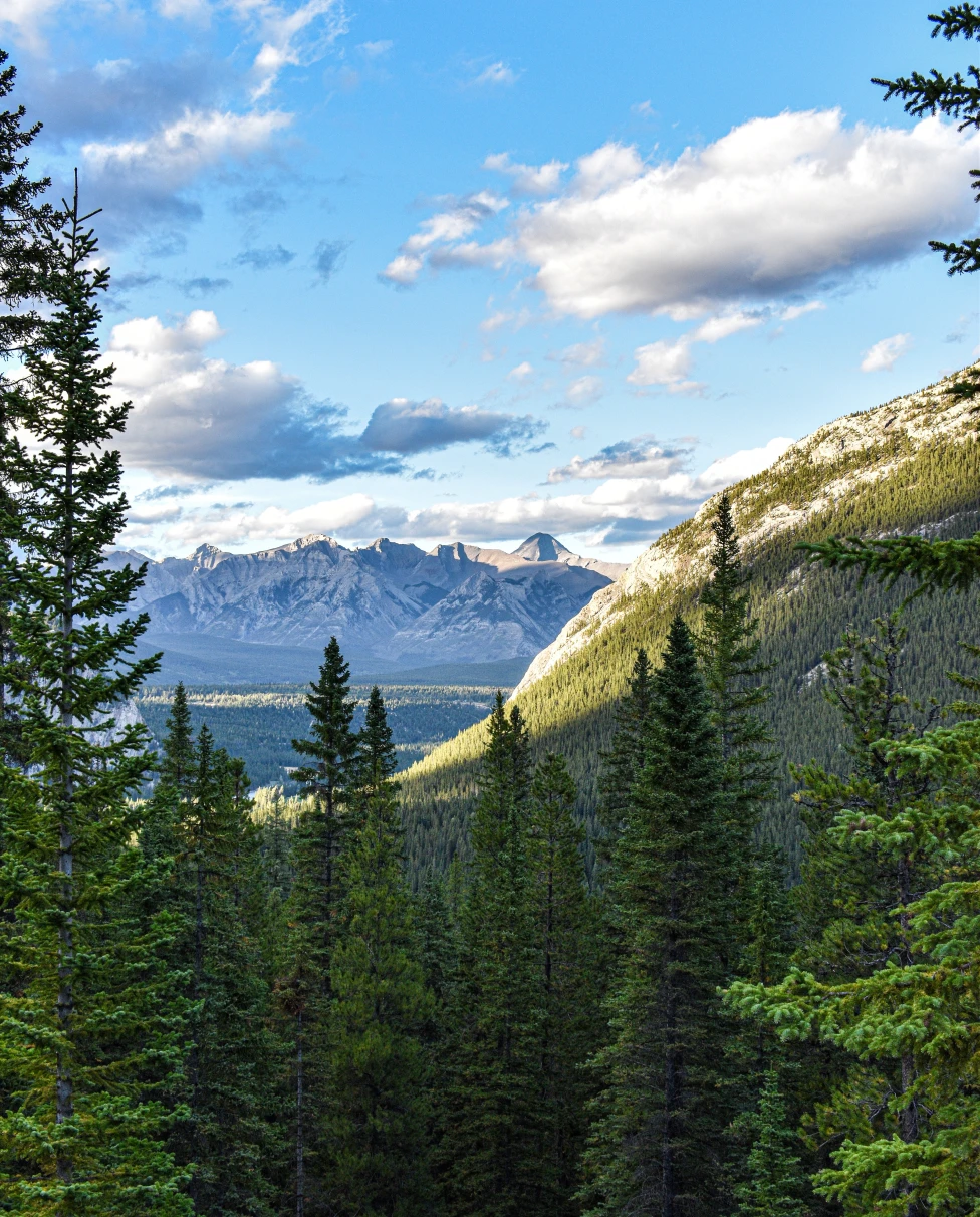 Green trees with snowy mountains in the background with blue skies during daytime