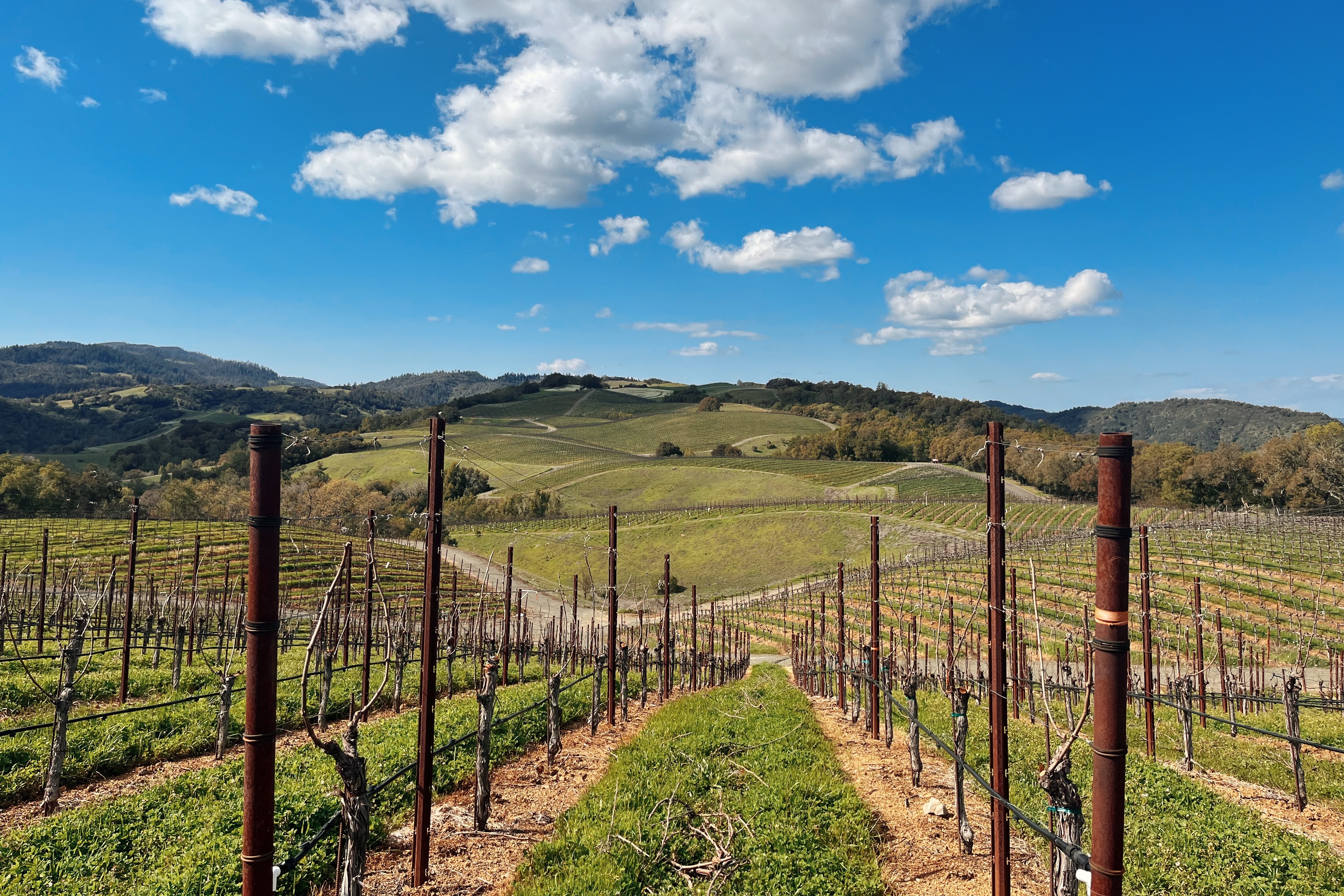 A vineyard with small hills and blue sky with floating clouds. 