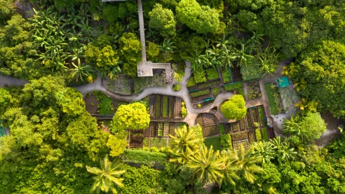 aerial view of a very green jungly garden