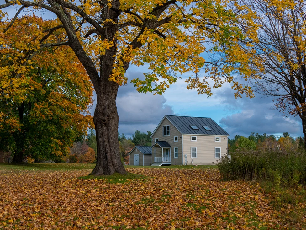 berkshires massachusetts tall tree with orange and green leaves on branches and ground and a tan house in the background