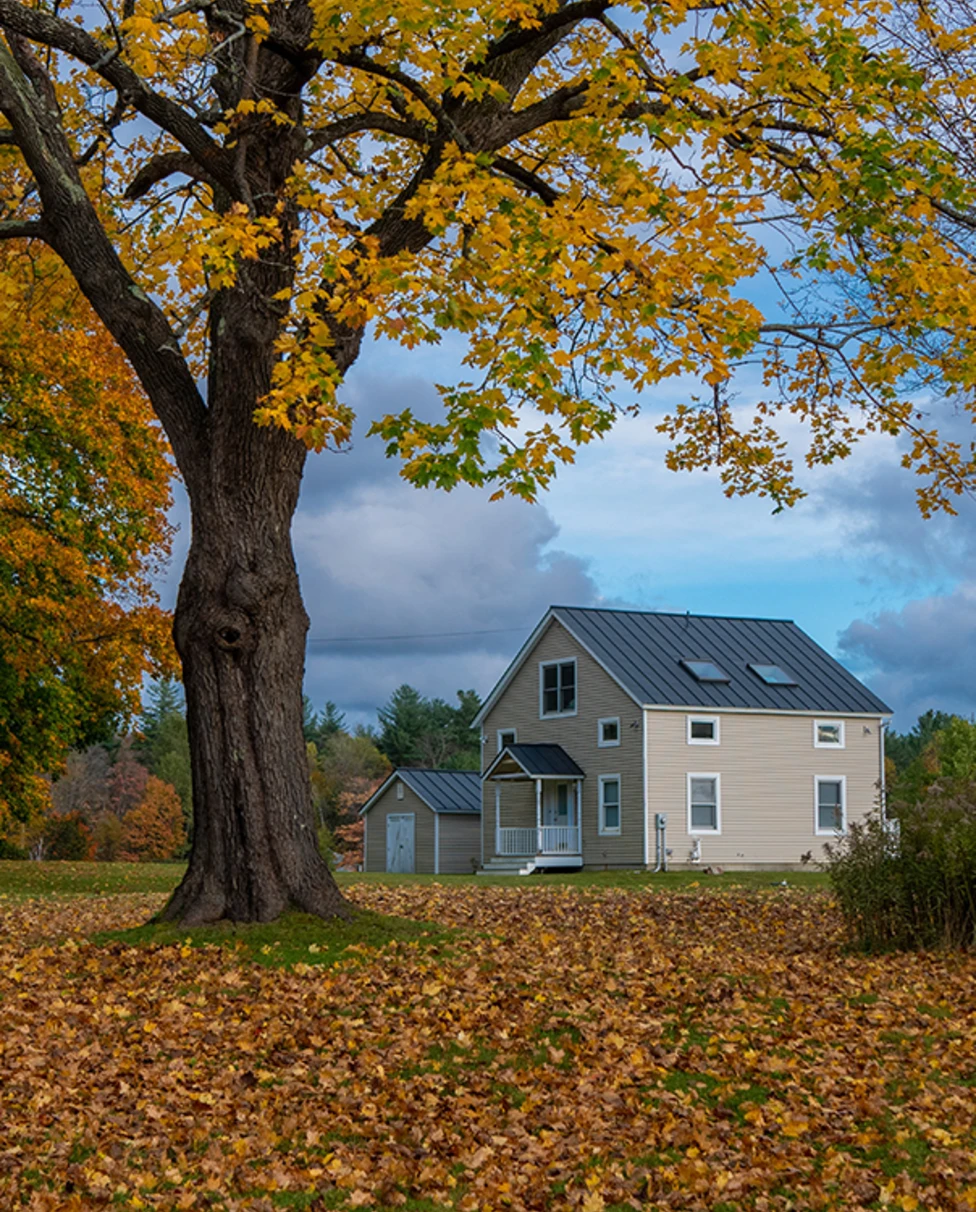 berkshires massachusetts tall tree with orange and green leaves on branches and ground and a tan house in the background