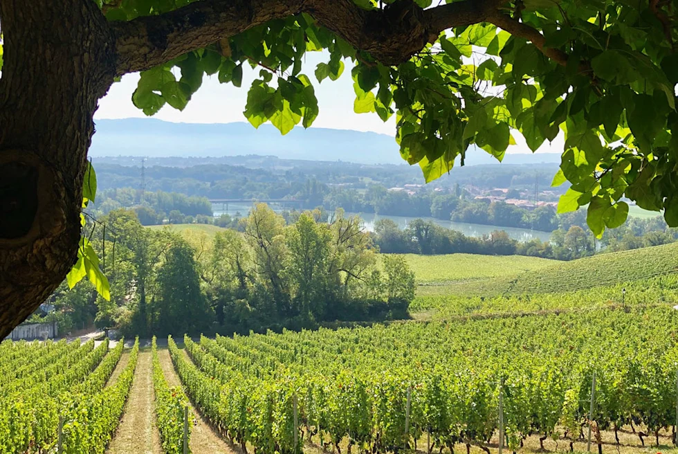 vineyard with mountains in the background during daytime