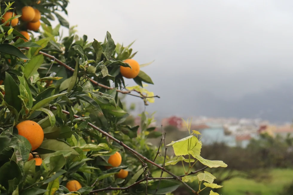 A tree with oranges and a scenic view with mountains in the background.