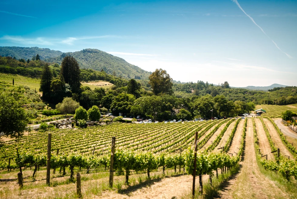 Rolling vineyards in Sonoma Valley. 