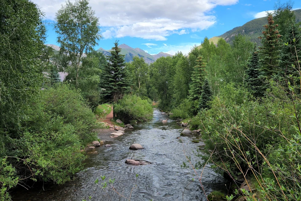 A stream of water between trees.