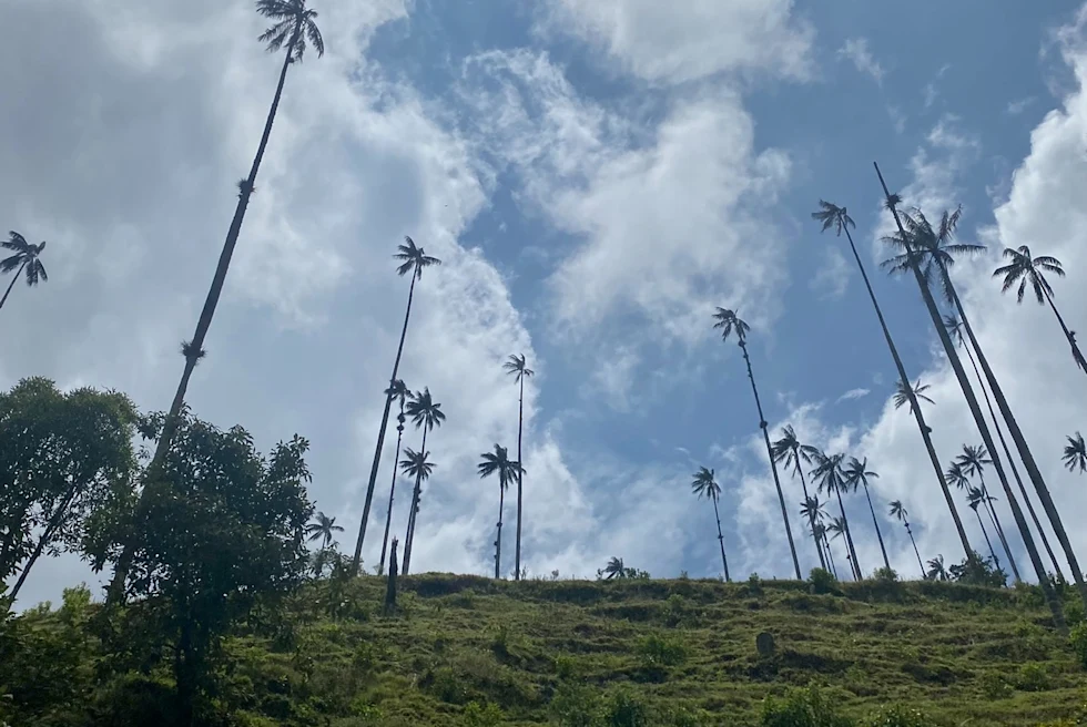 green hill with tall palm trees and blue sky
