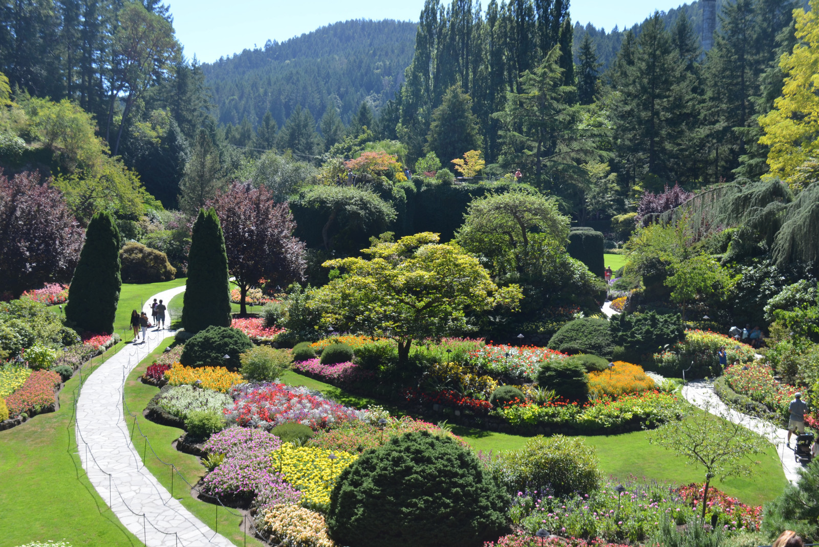 Vibrant gardens with pink, yellow and purple plants with a path on a sunny day