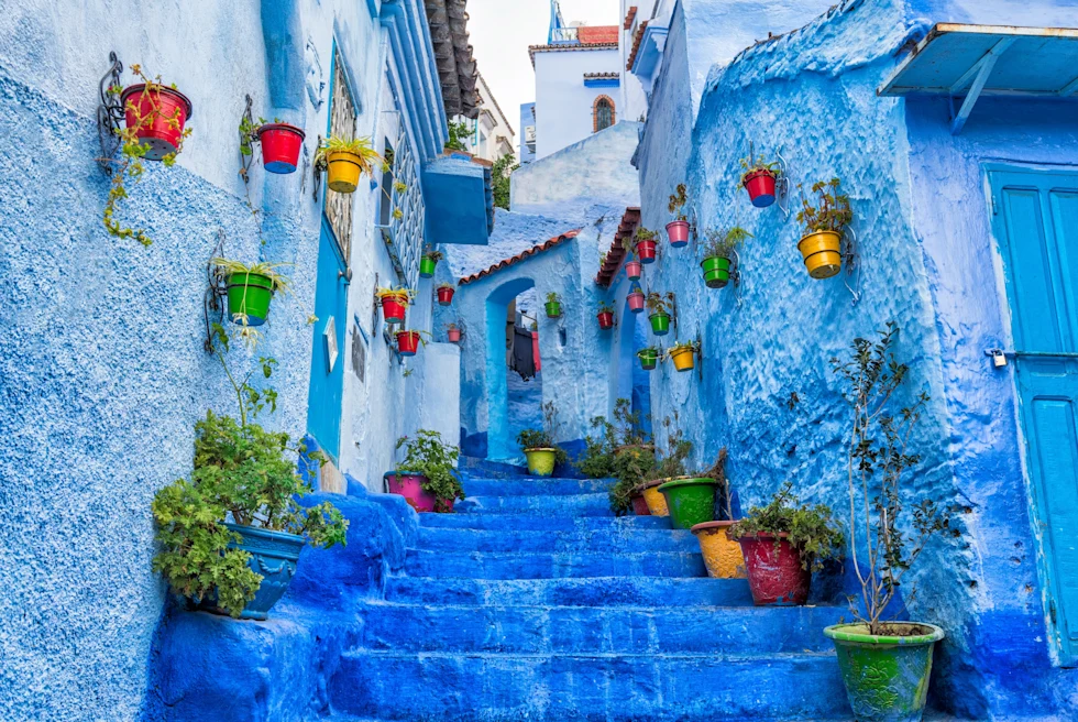 A narrow staircase with blue steps and potted plants