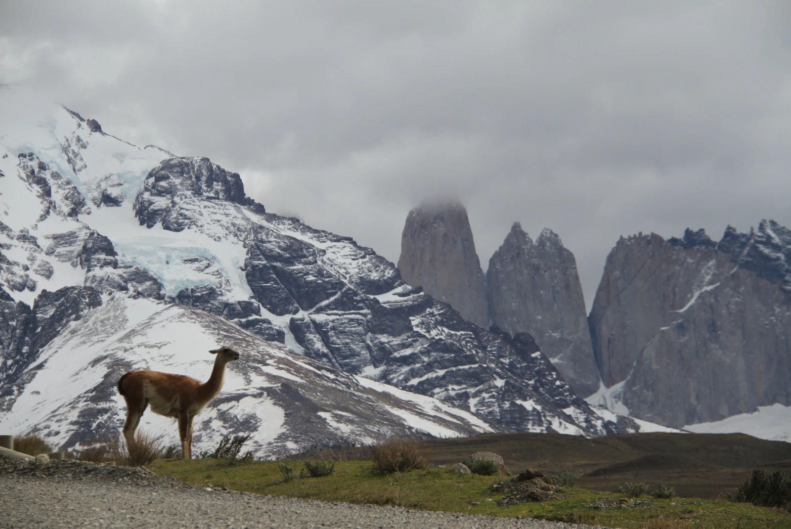 A tan llama standing on green grass with white snow-capped grey rock mountains in Torres del Paine National Park near El Calafate, Argentina.