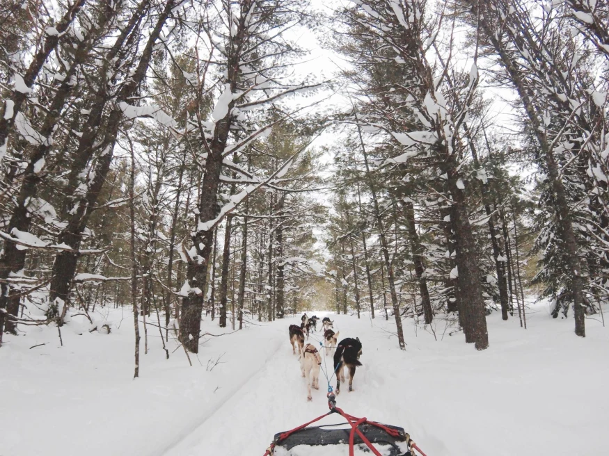 Dogs pulling sled through snow covered forest.