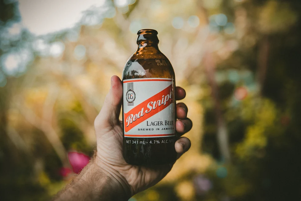 Jamaica beer Red Stripe brown bottle held up in male hand with green natural background