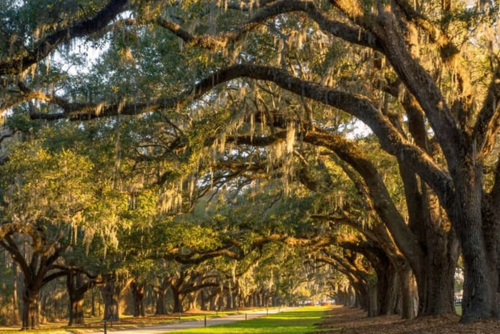 trees grow in an arch over a grassy path