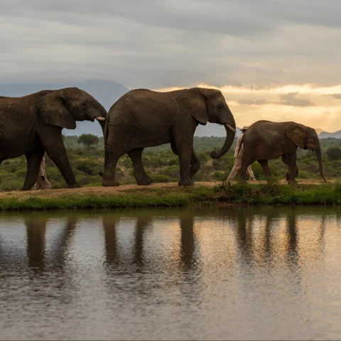 Elephants on their way home.
