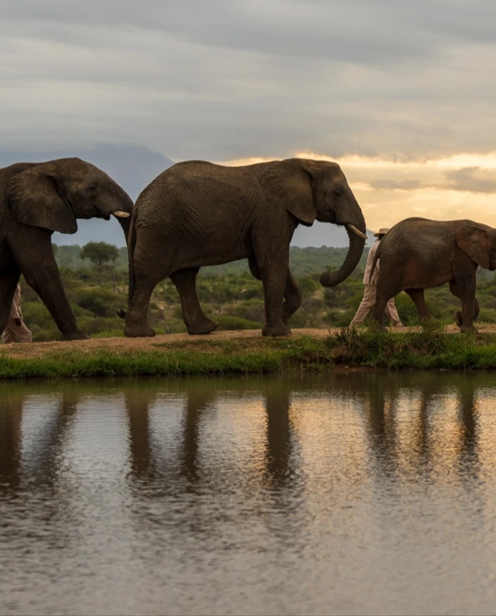 Elephants on their way home.