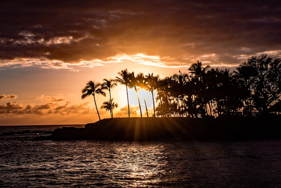 palm trees next to body of water during sunrise