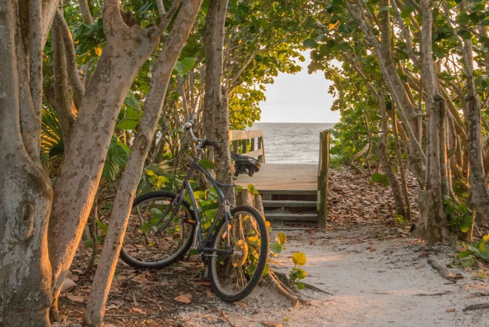 a bike leans against a tree on a tree covered path leading to the beach