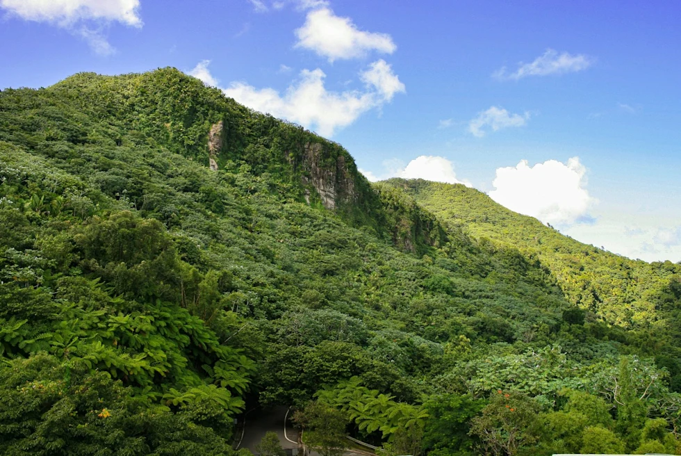 lush tropical green hillside