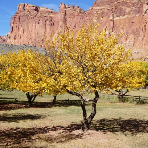 A picture of a trees with yellow leaves in front of mountains.
