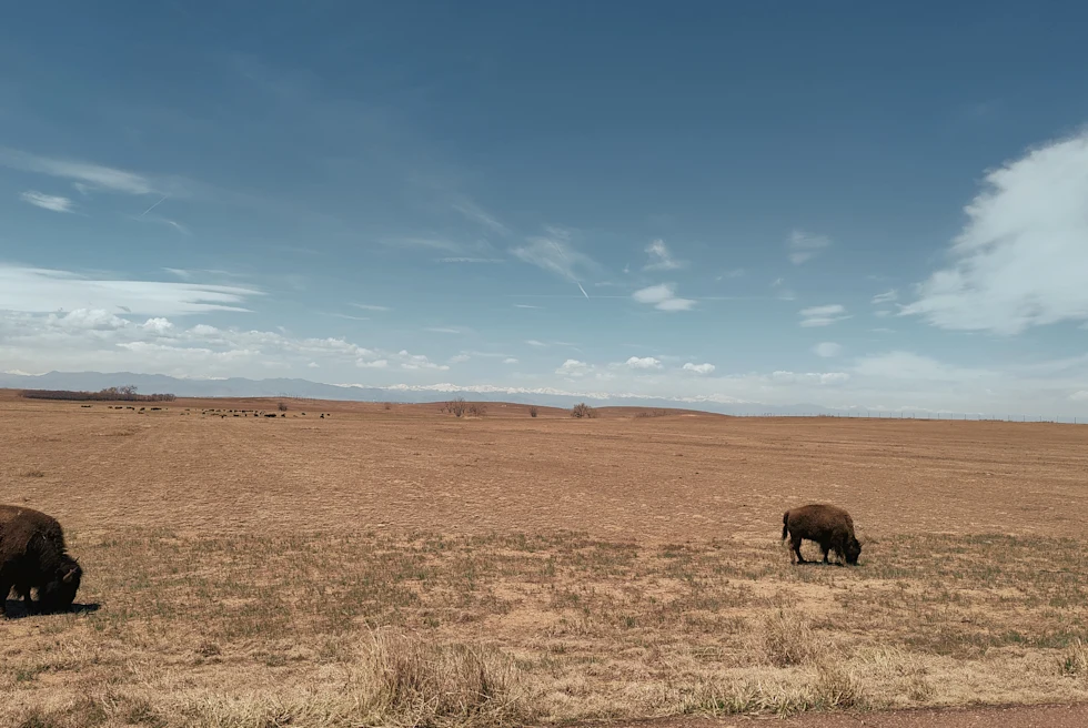 Buffalo_Wildlife_Refuge