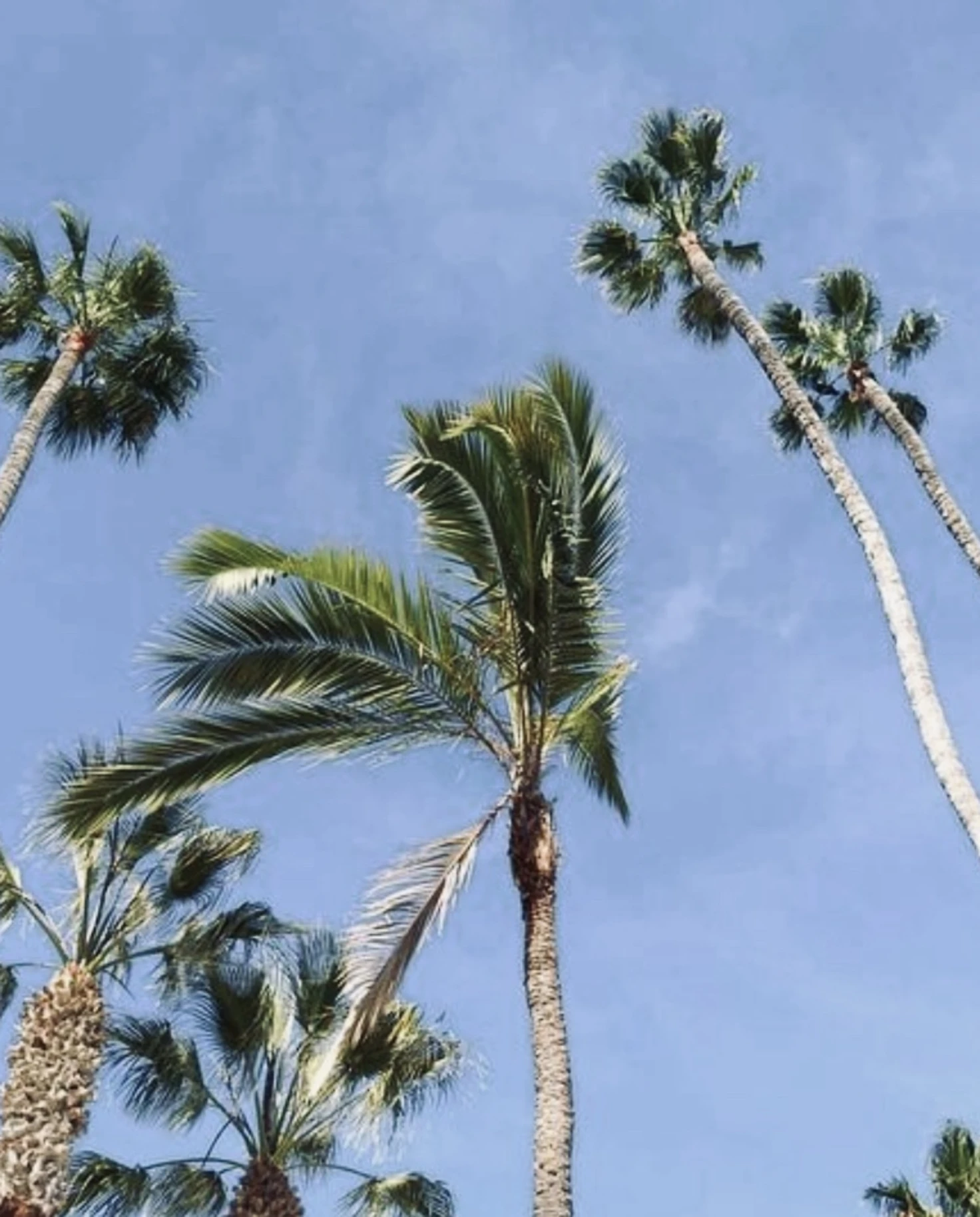 Palm trees against the sky. 