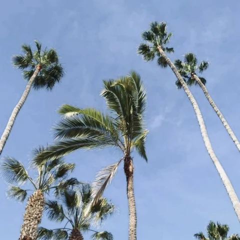 Palm trees against the sky. 