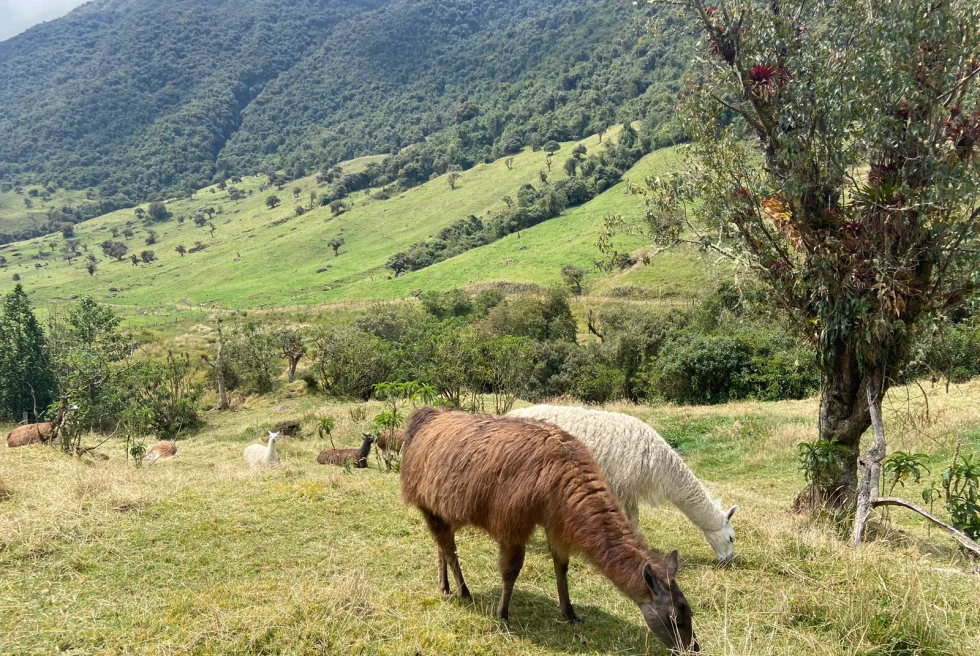 fields with grazing brown and white alpaca