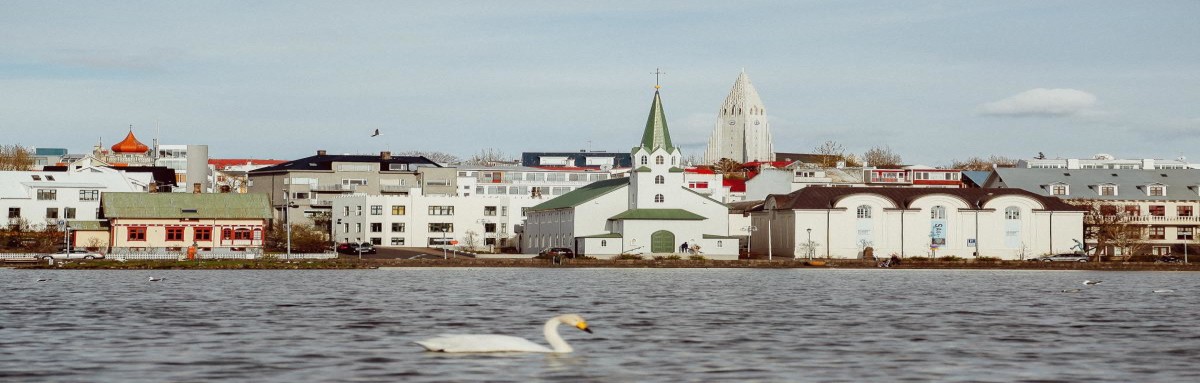 Skyline view of white Icelandic buildings in Reykjavik on water with swan swimming in front.