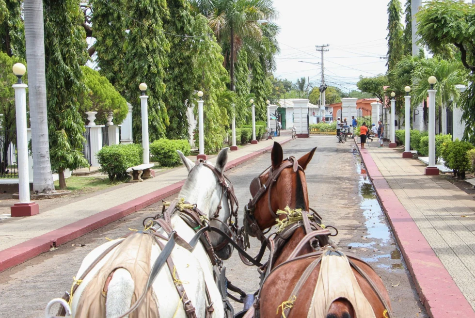 view from a carriage pulled by a white and brown horse down a tree lined street