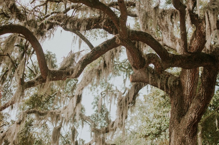 A tall brown barked willow tree with green, tan moss hanging from the branches while visiting Charleston, South Carolina and Savannah, Georgia.