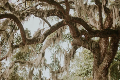 A tall brown barked willow tree with green, tan moss hanging from the branches while visiting Charleston, South Carolina and Savannah, Georgia.
