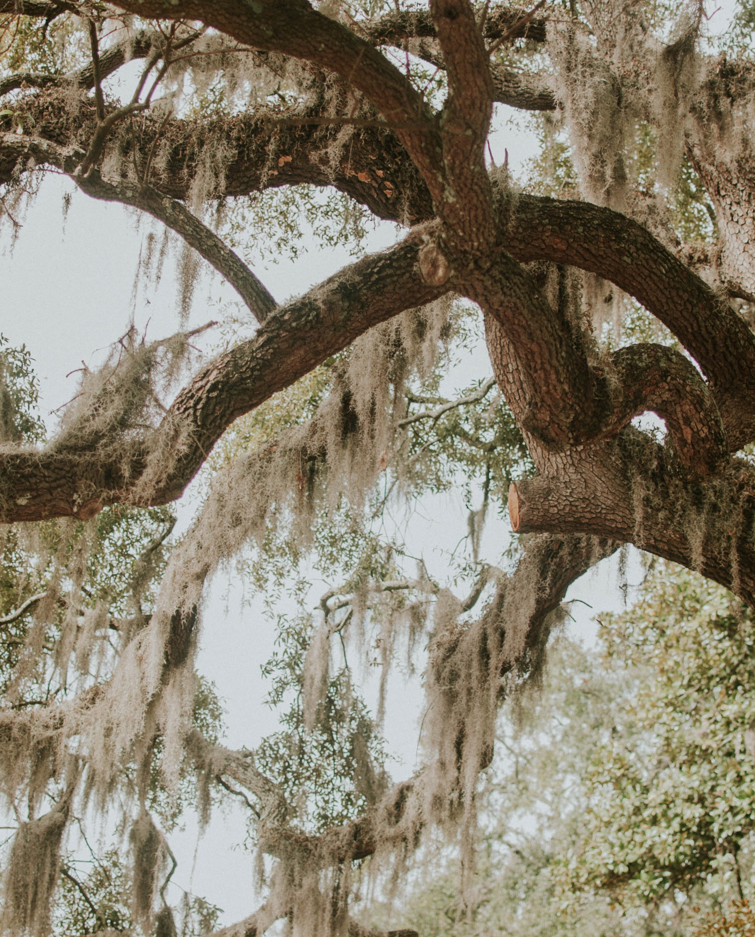 A tall brown barked willow tree with green, tan moss hanging from the branches while visiting Charleston, South Carolina and Savannah, Georgia.