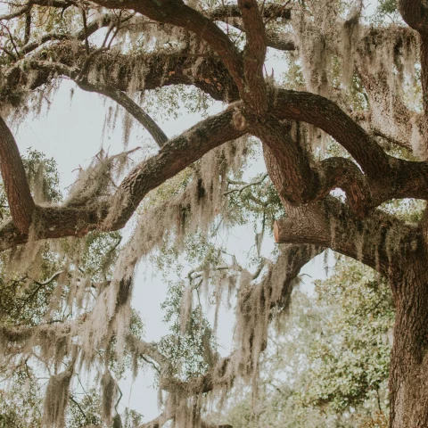 A tall brown barked willow tree with green, tan moss hanging from the branches while visiting Charleston, South Carolina and Savannah, Georgia.