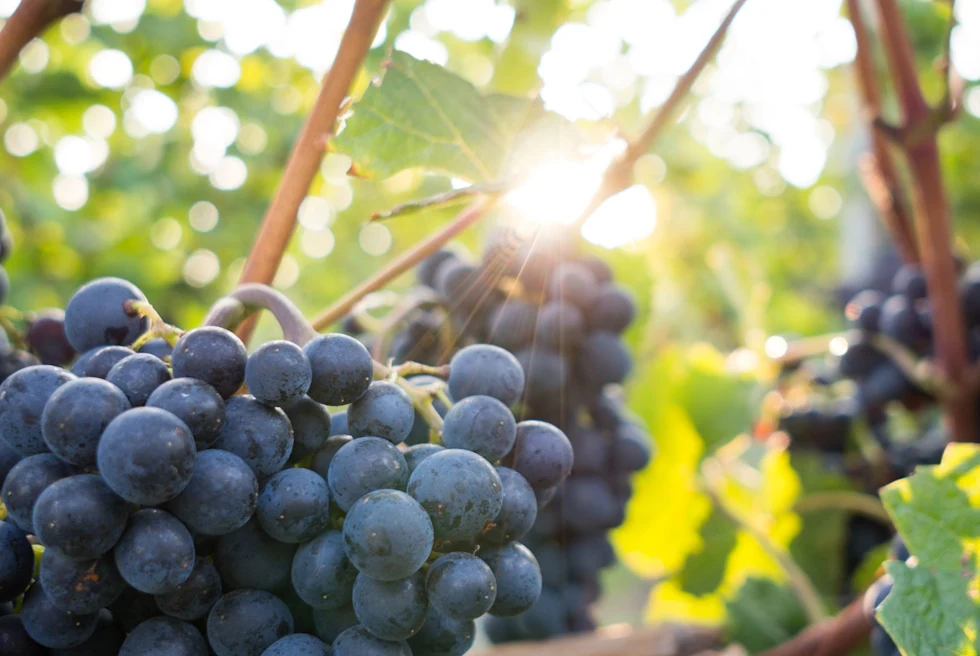 red grapes from a vine with sun peaking through