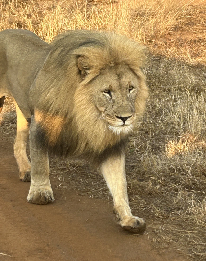 Lion walking
