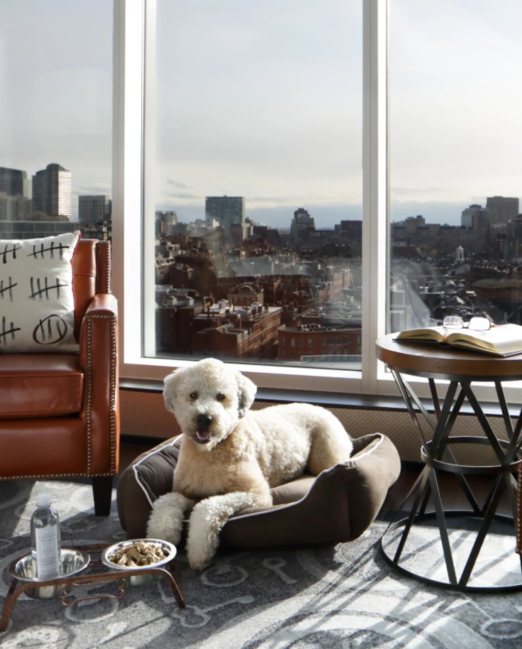 Dog laying in his bed on hotel room of the Liberty Hotel in Boston in front of city view.