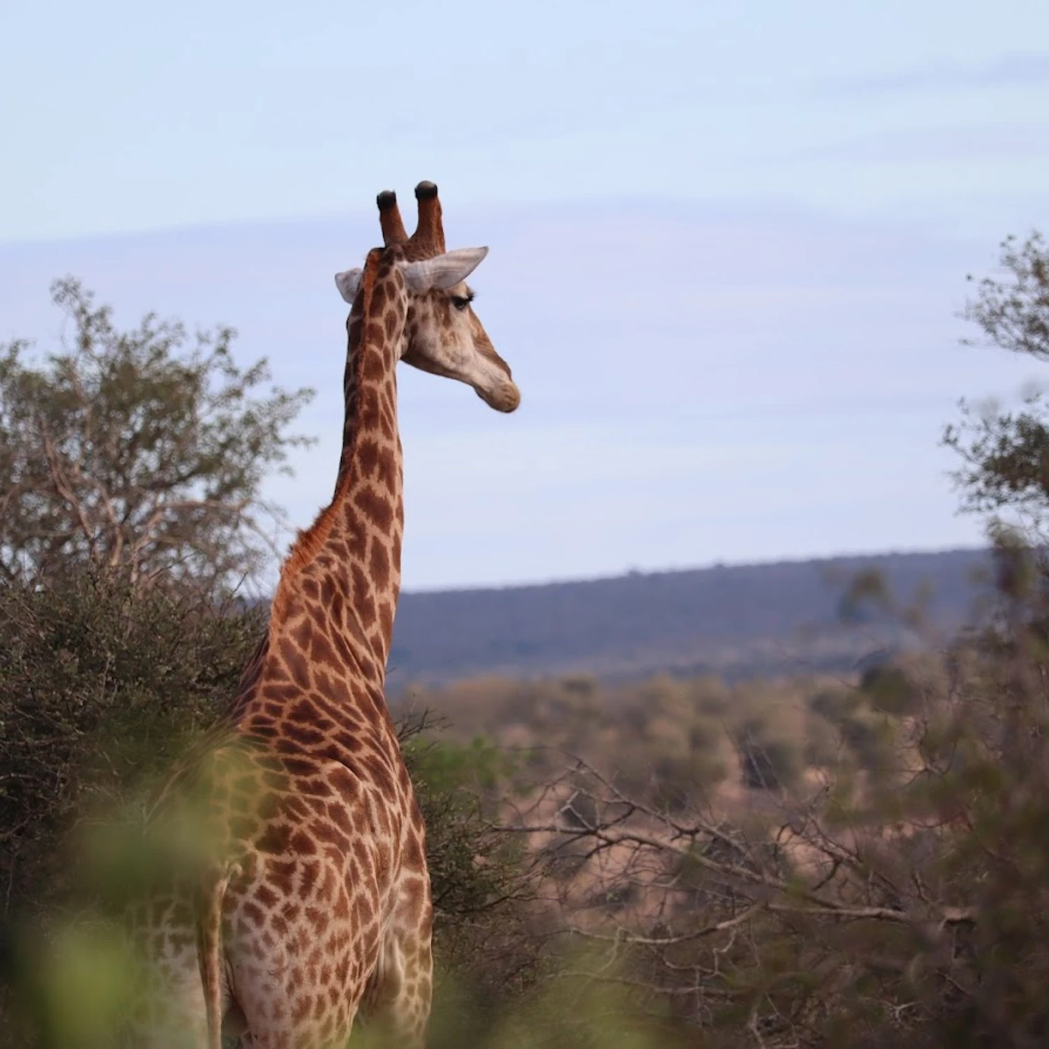 View of a giraffe and a valley