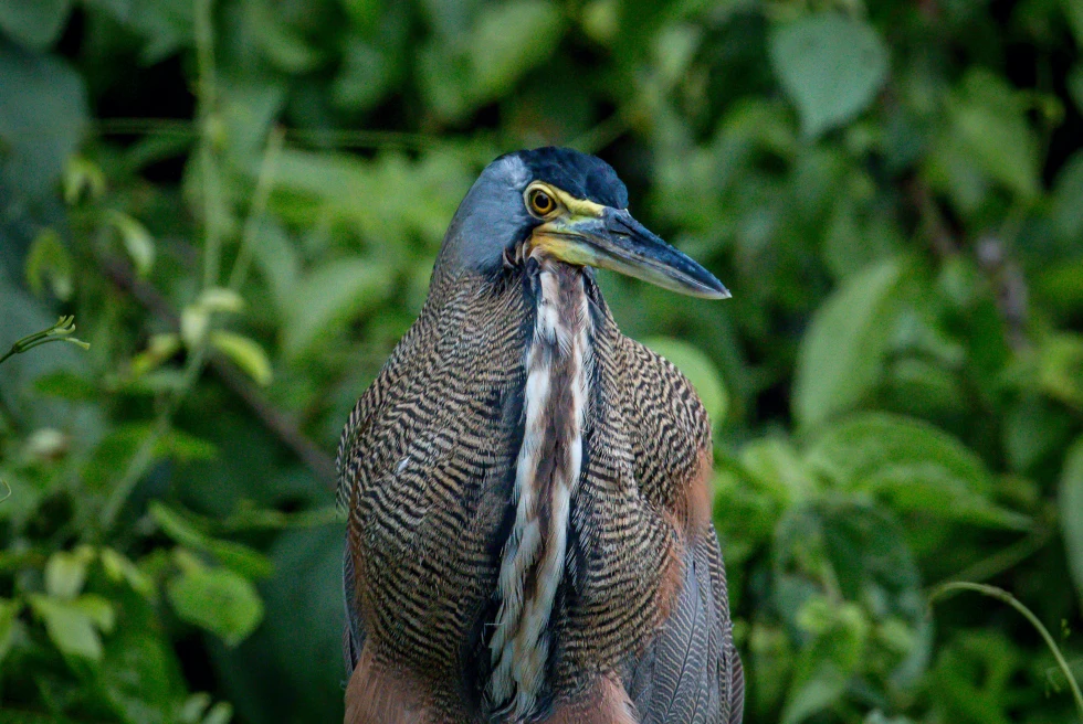 Bird in jungle in Costa Rica.